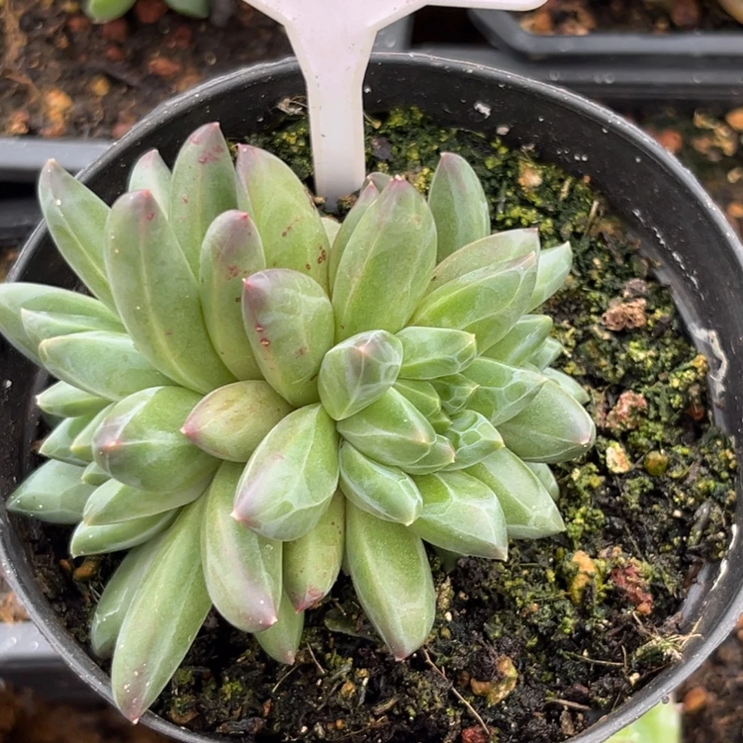彩体梵高一物一拍659
