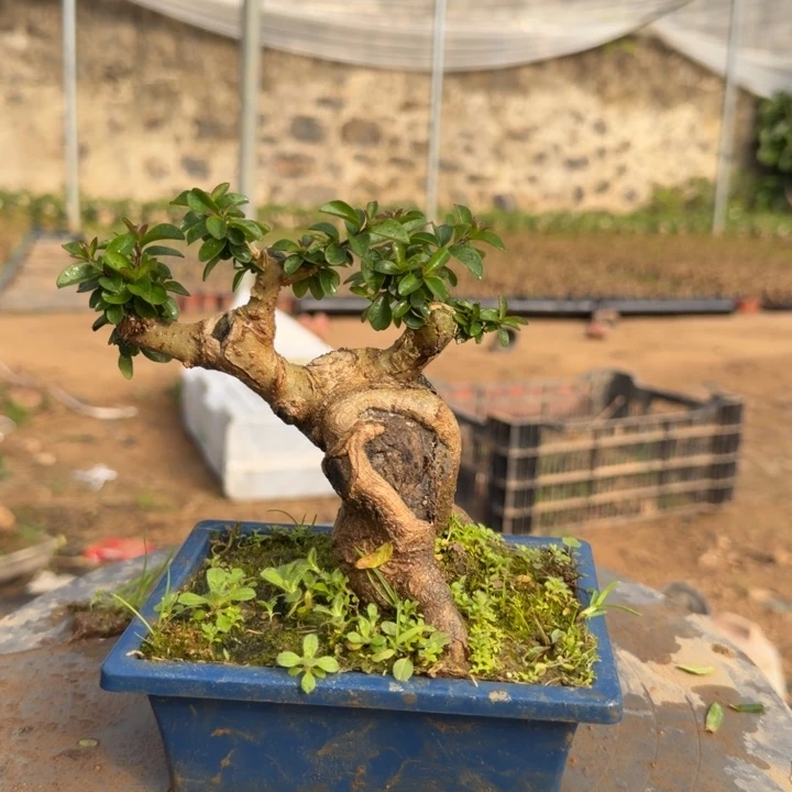 无花朵好像好多好多好多话