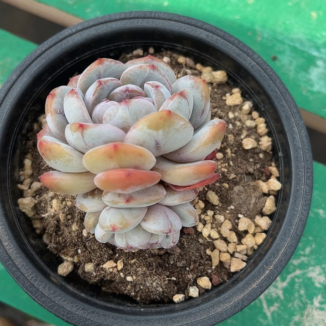 肉****?fhgjvhbnhbhhbnjhjjhhhhh