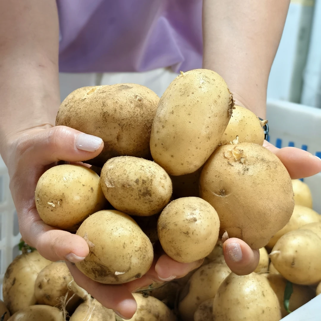 绿养道北京平谷新鲜小土豆现挖
