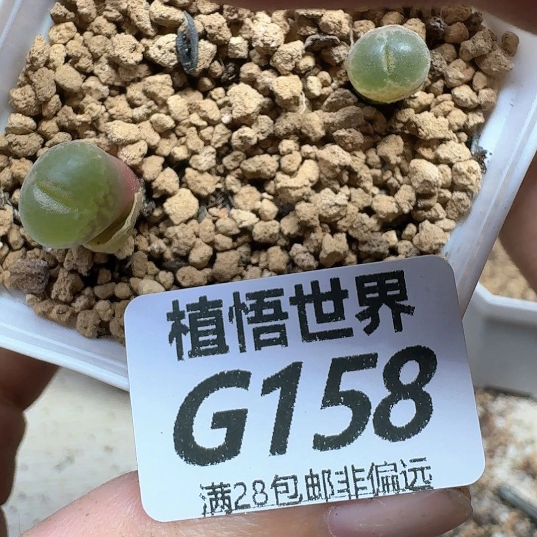 drzwdra多肉植物的是
