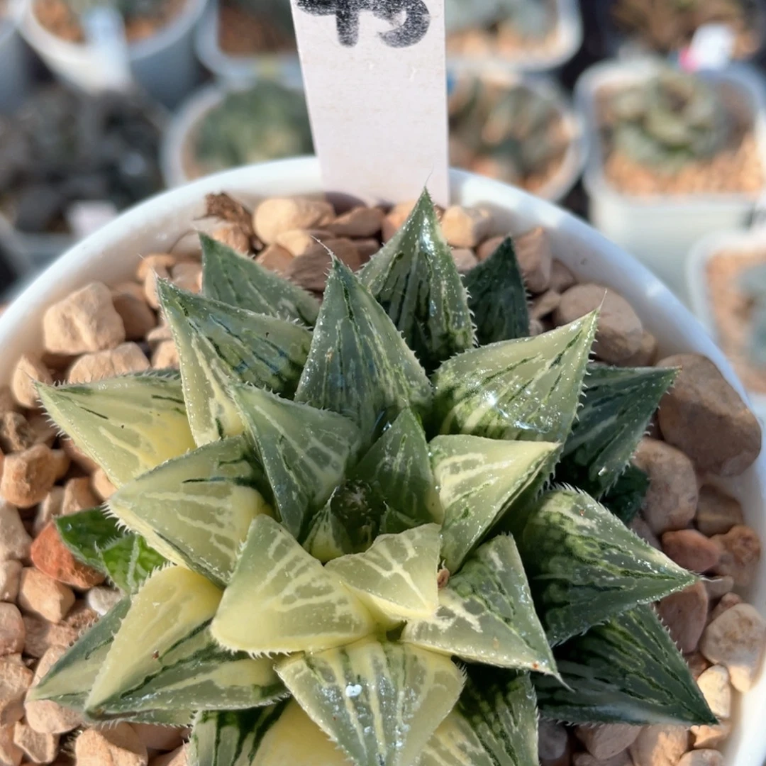 45雪粒锦。