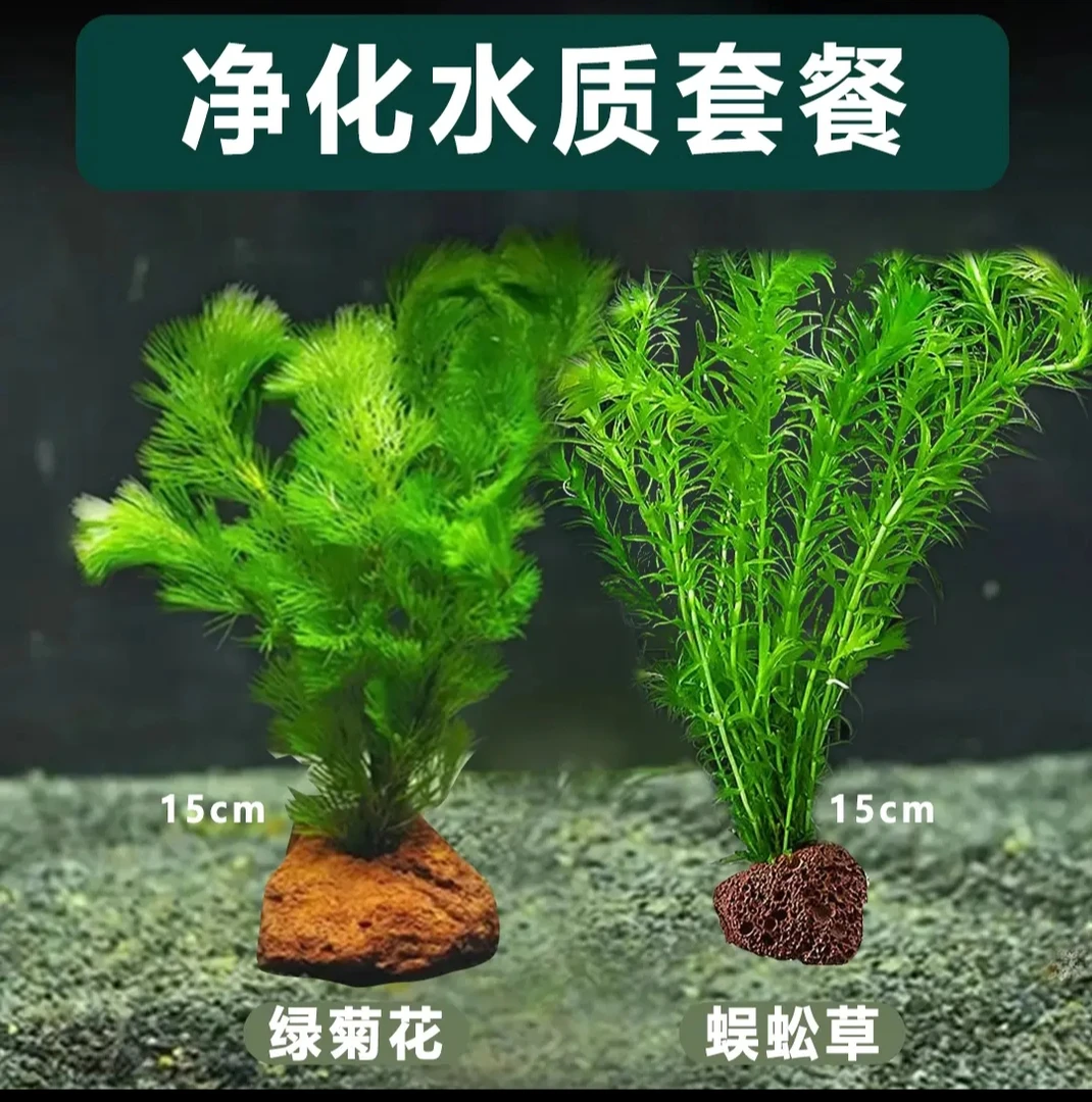 【净水组合】蜈蚣草绿菊花火山石净化水质能力超强-池塘鱼缸皆可养