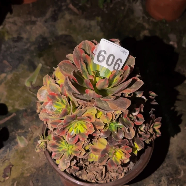 909红袖多肉植物不售后