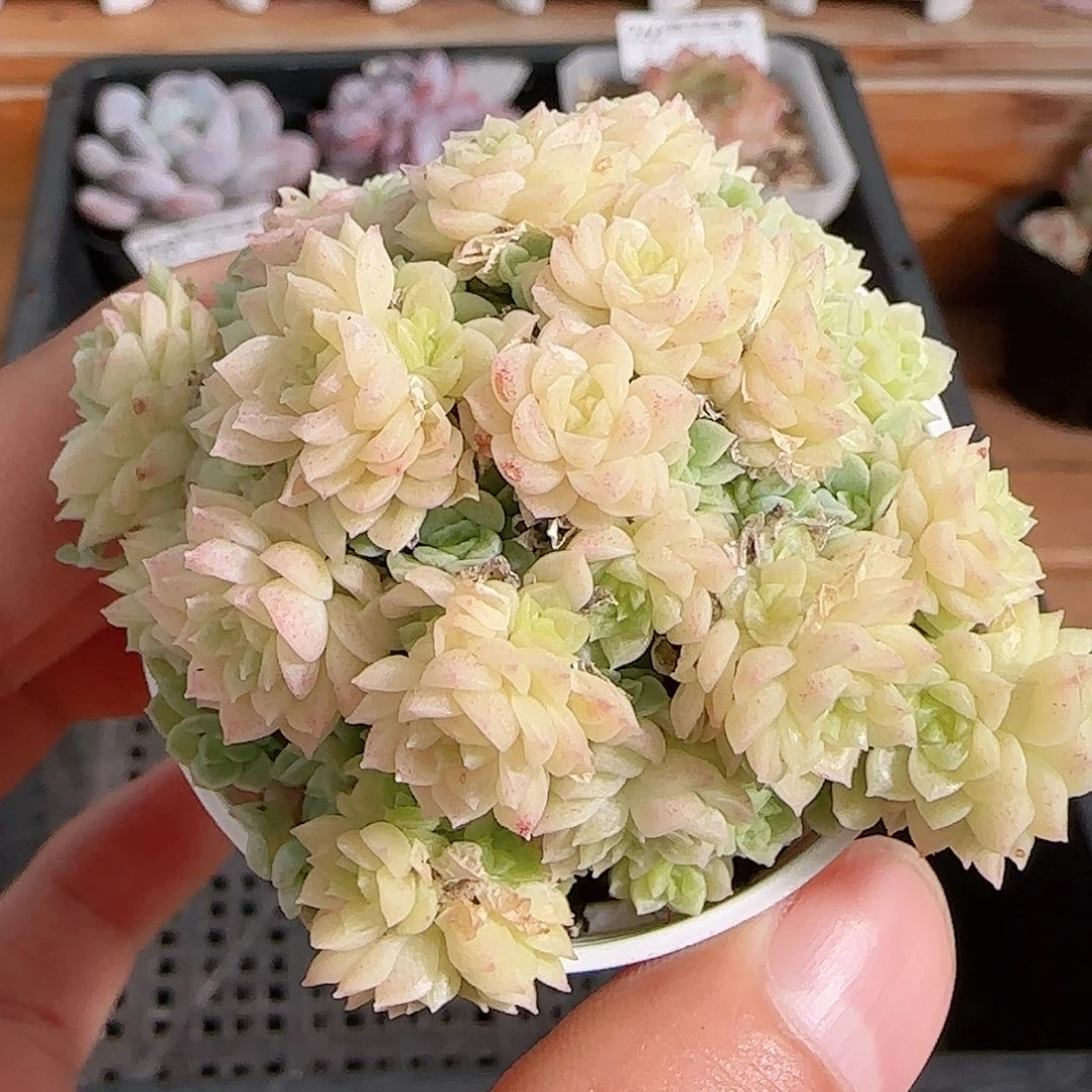 多肉1105--263麦秆群