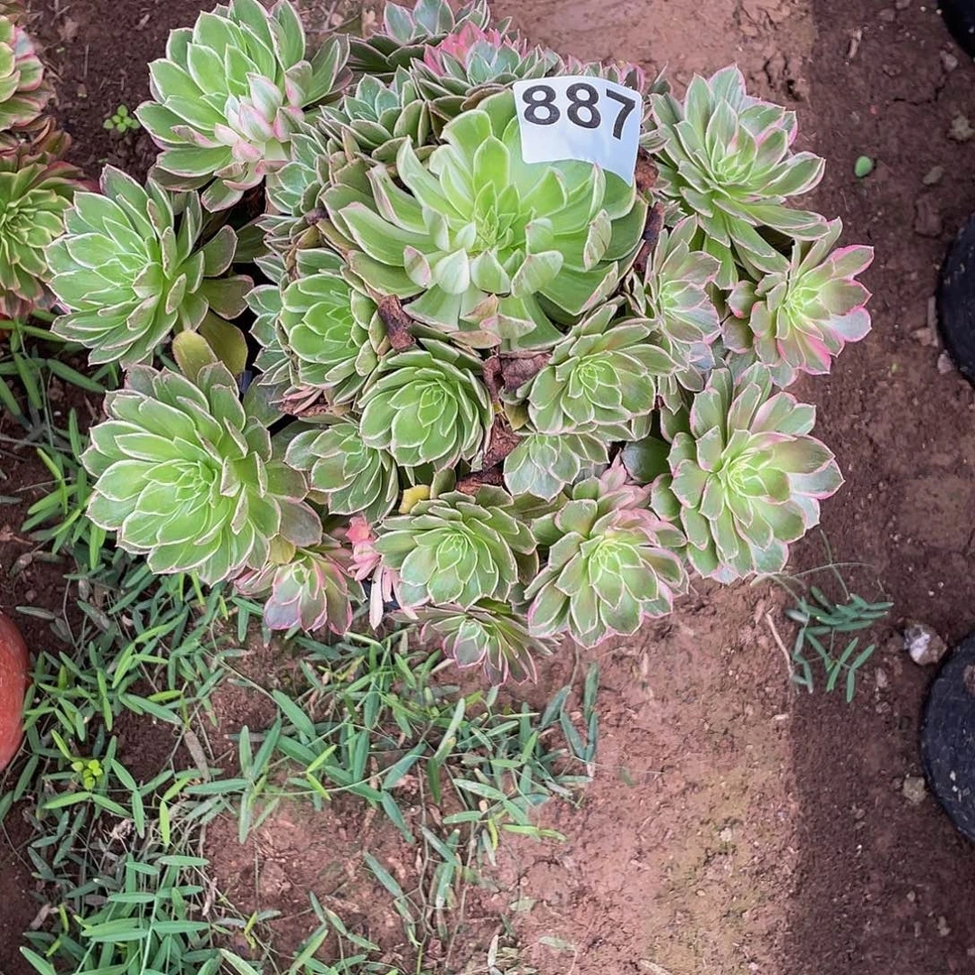 多肉法师887号万花筒发货不包损