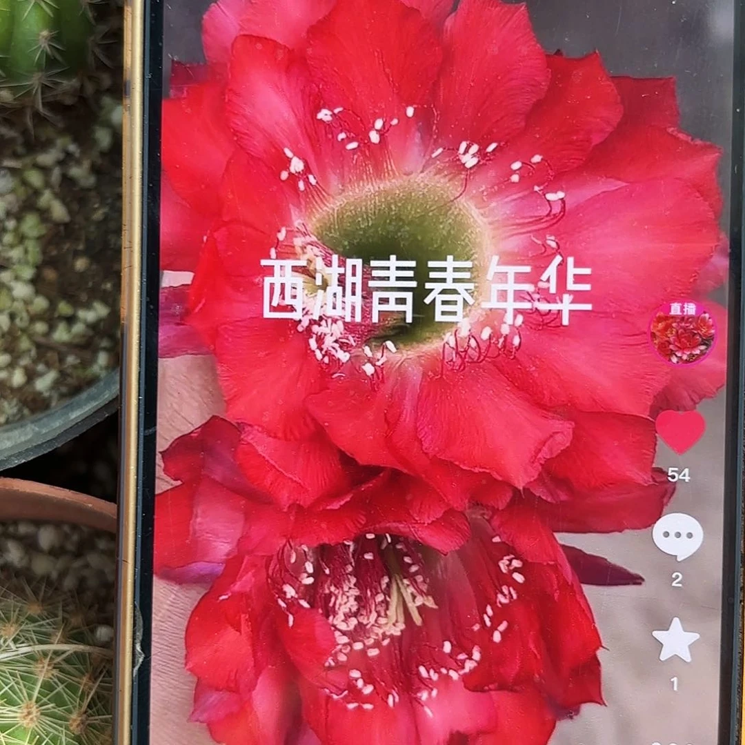 青春年华带根带根仙人球小小