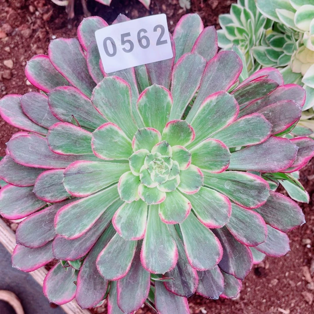 云彩多肉发货发货