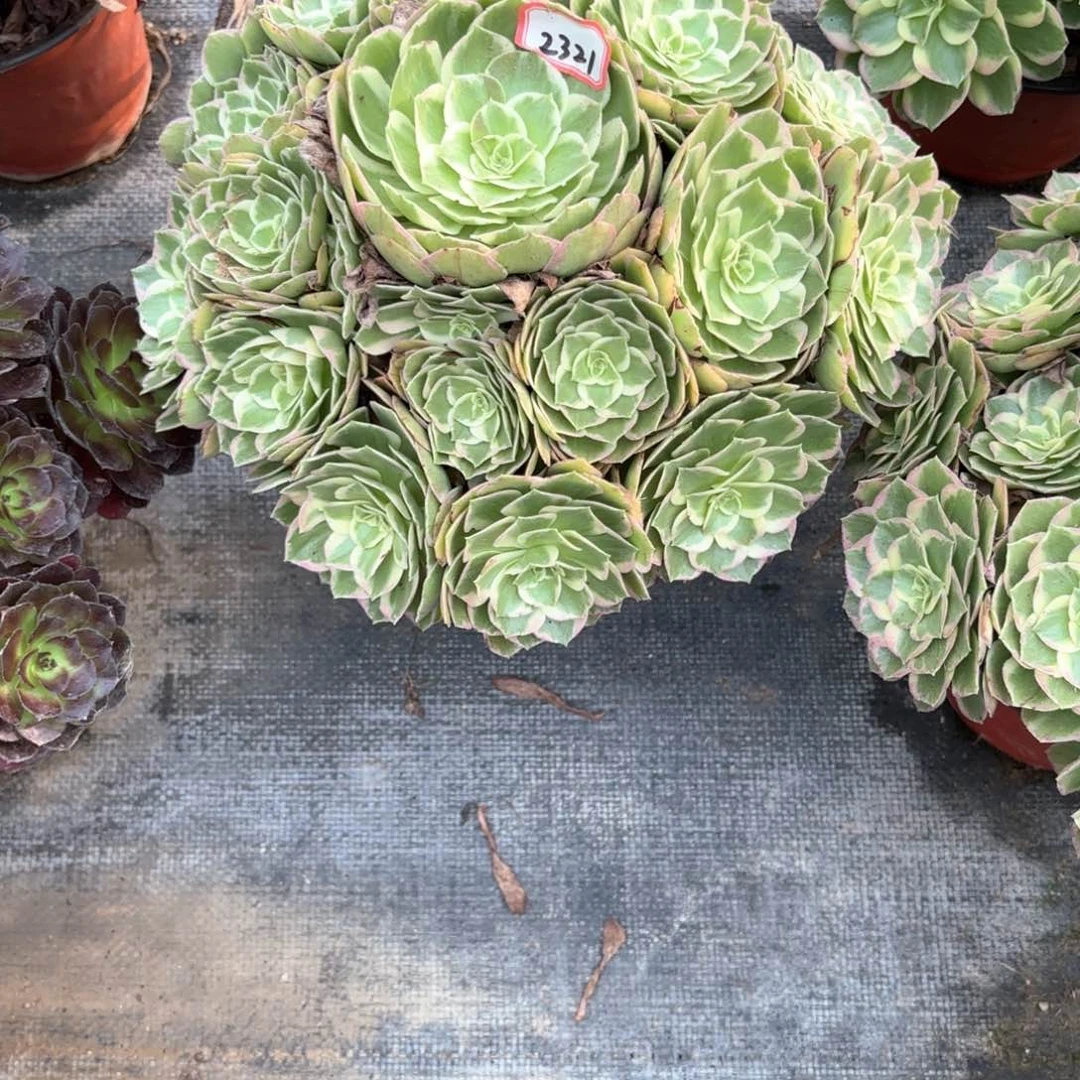 无花朵小*2321水蜜桃多肉植物