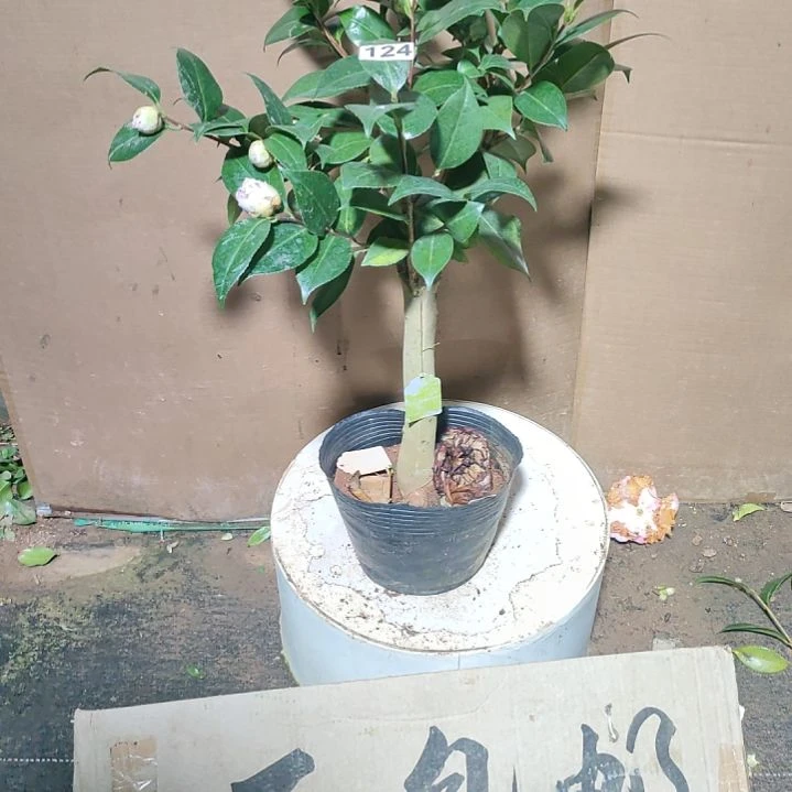 124花木兰，原盆原土发货，不包邮