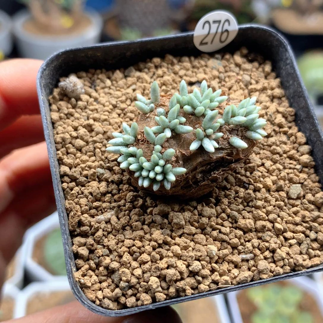 产地韧劲多肉脱土2.7cm