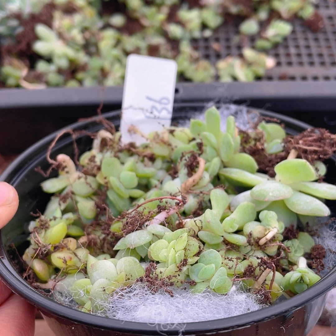 多肉植物多肉植物136