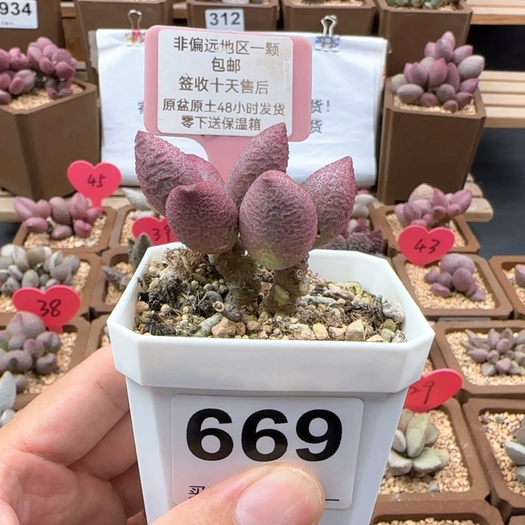 669服部老桩多肉植物