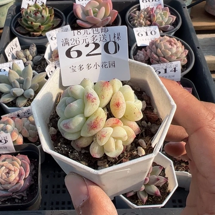 冰玉三头群一物一拍满18元包邮下午发货