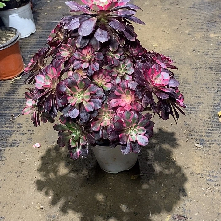 32，丽娜135677889999