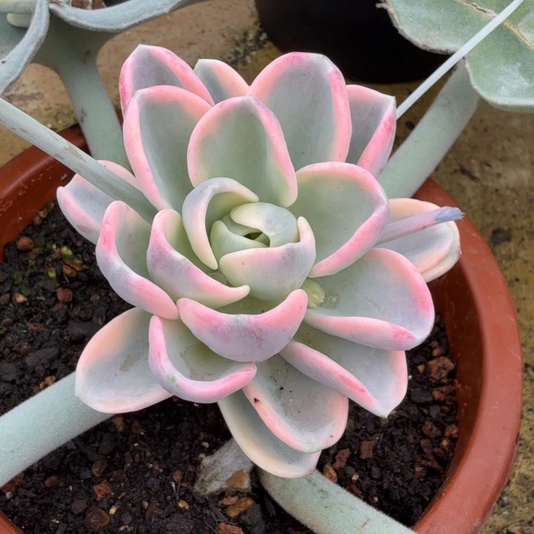 美尻锦，多肉锦多肉