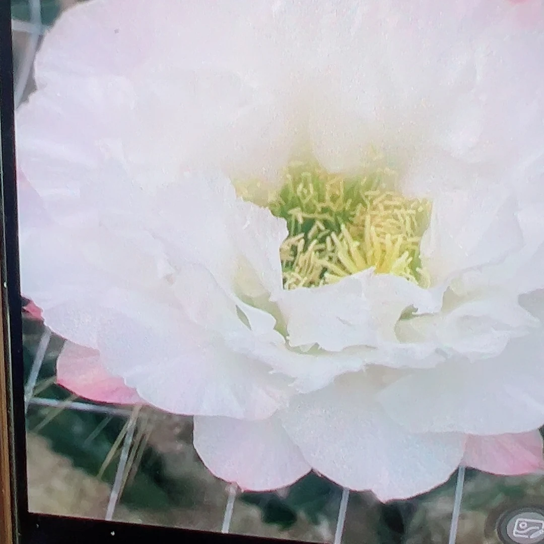 毛花柱 白牡丹 侧芽 4-5厘米满20包邮 福利