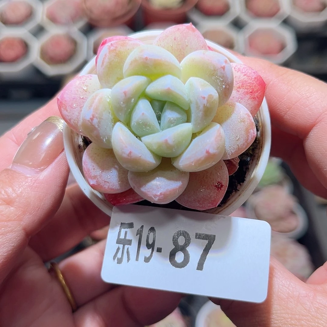 乐19-87 皓月单头