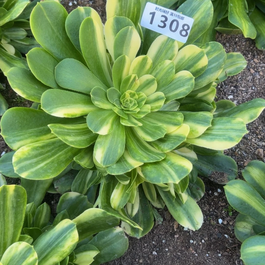 1308五彩琉璃多肉植物