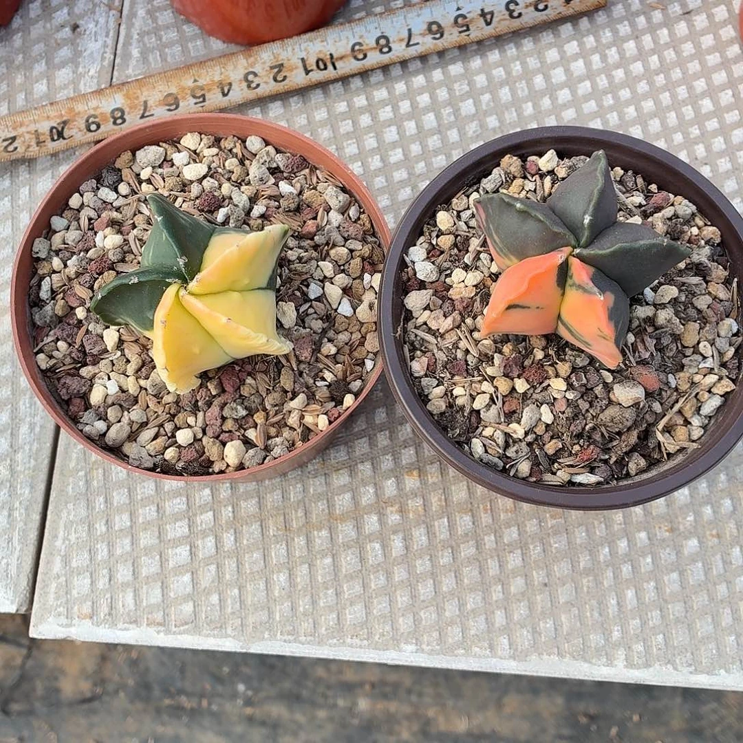 ****₃无花朵鸾凤玉锦！！！！！！！