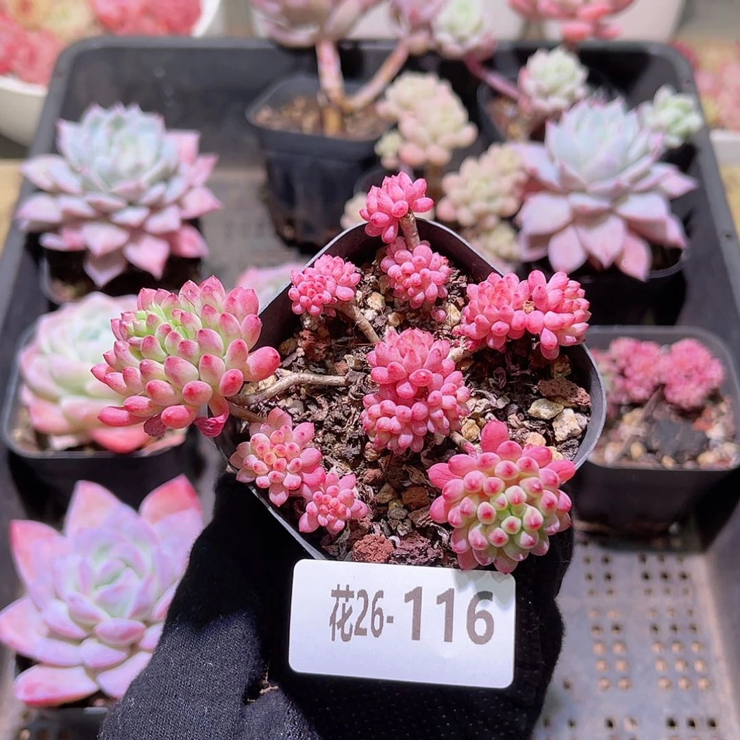 花利美26-116烟花群