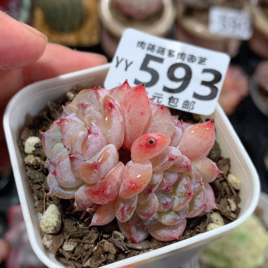 5CM拇指盆精控多肉YY593