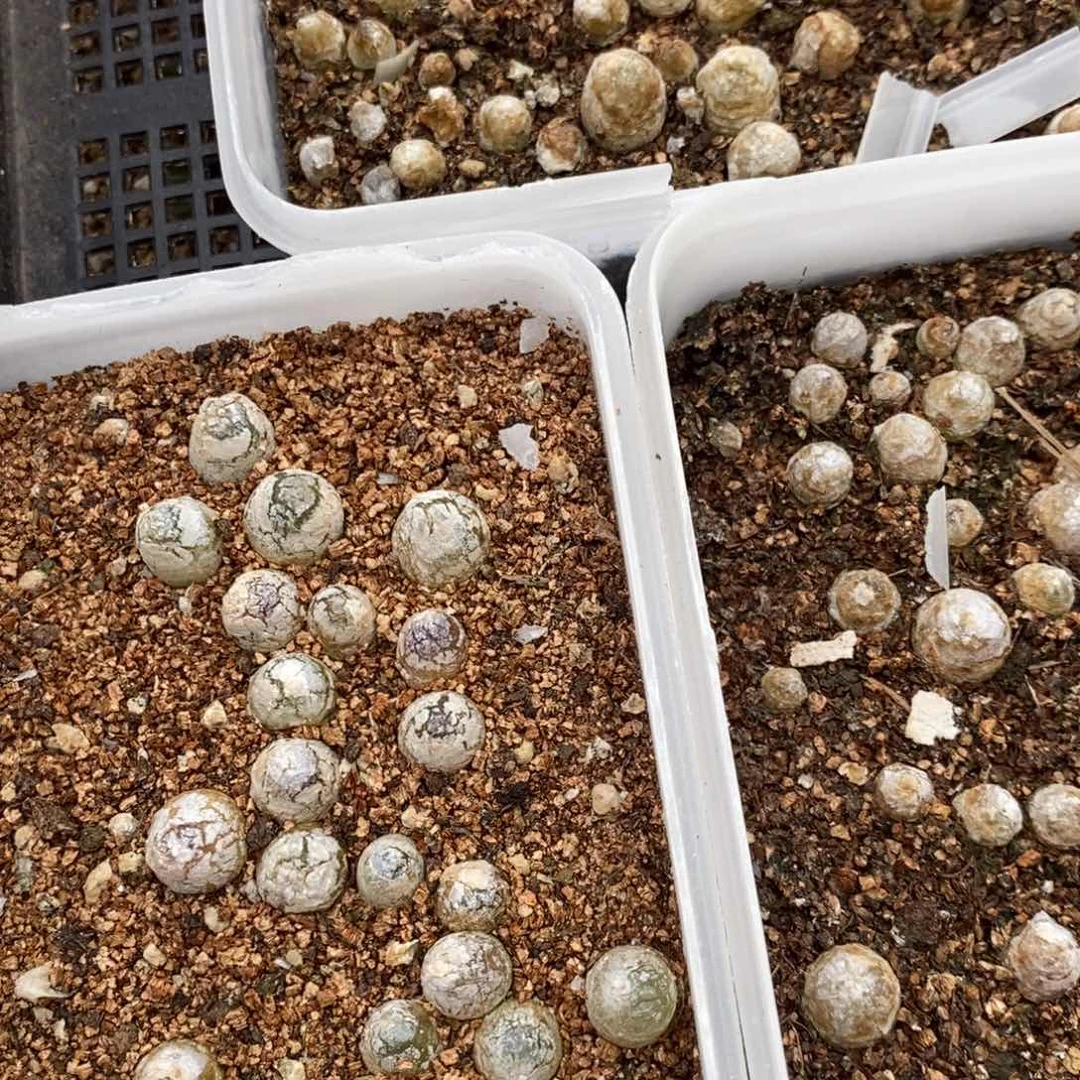 1717灯泡3盒一组。