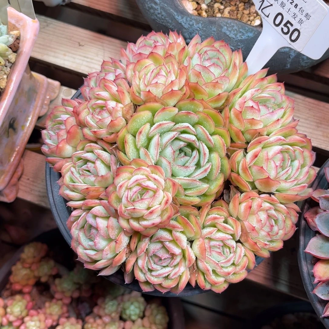 草莓冰多肉植物guinvn