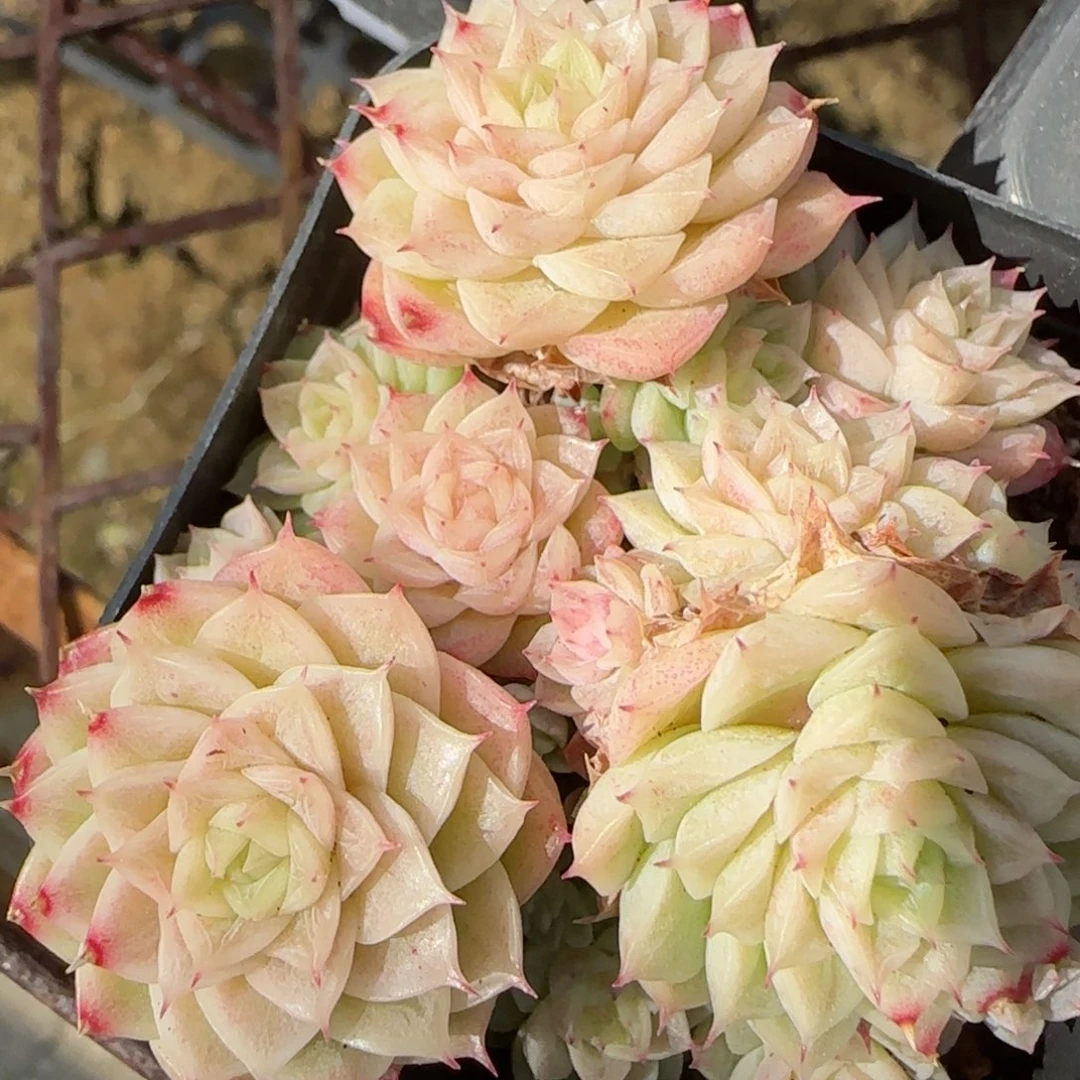 花语逸境0213-229散