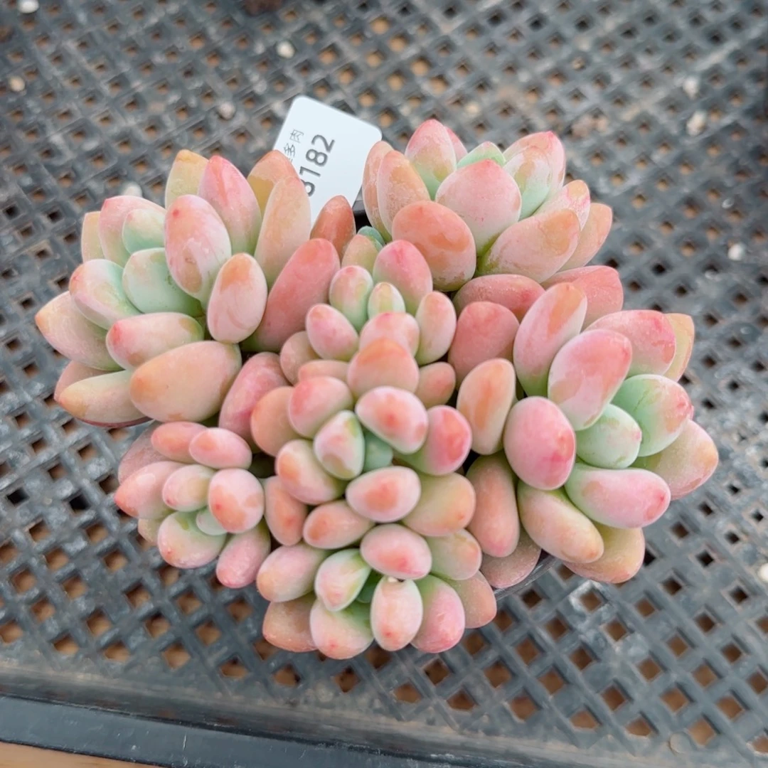 洛神无砍，8182多肉植物