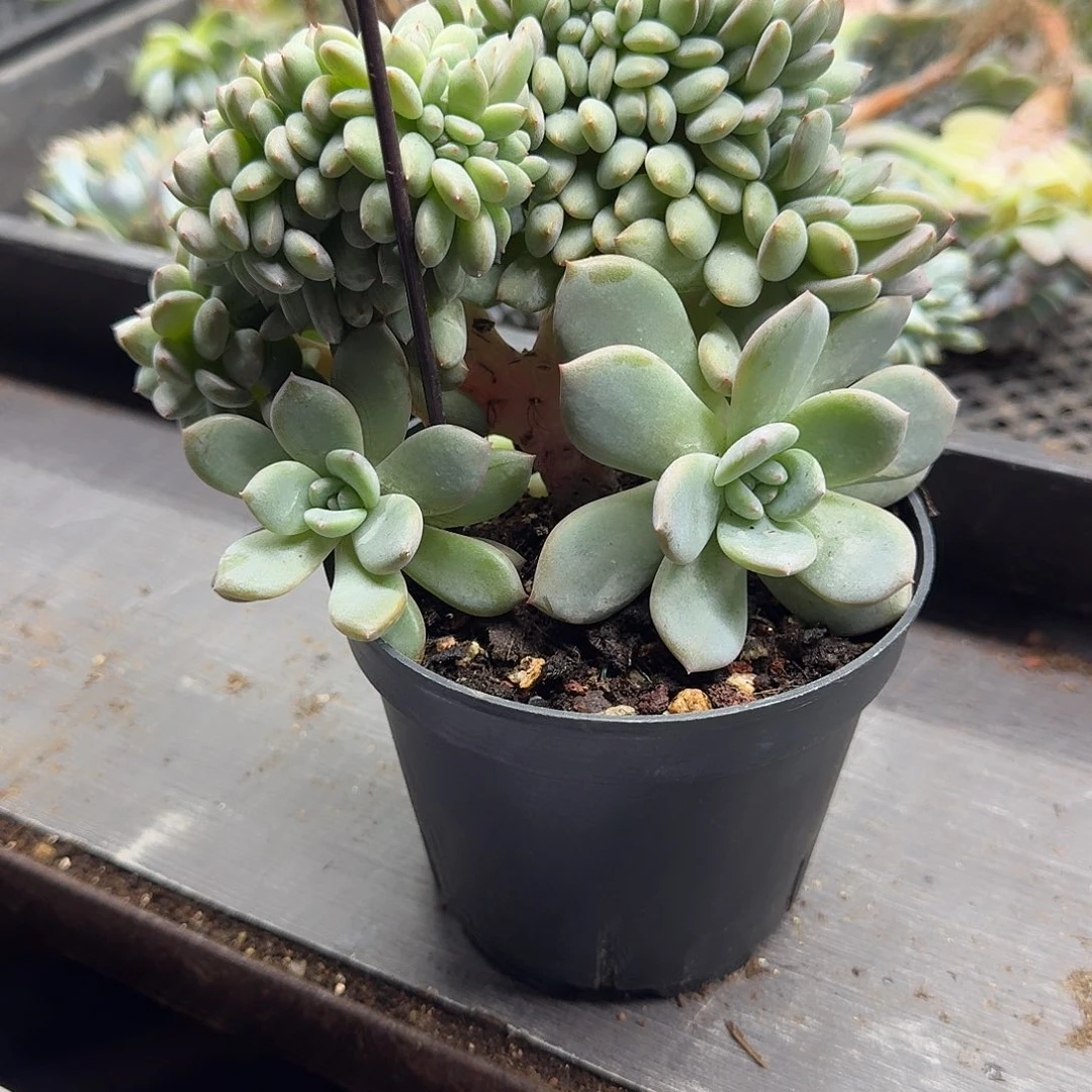 星影树缀无砍多肉