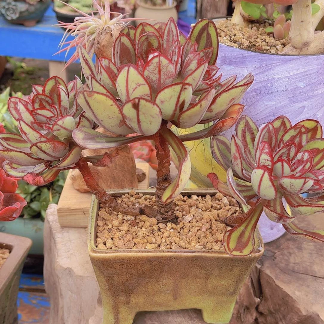 多肉老桩多肉老桩