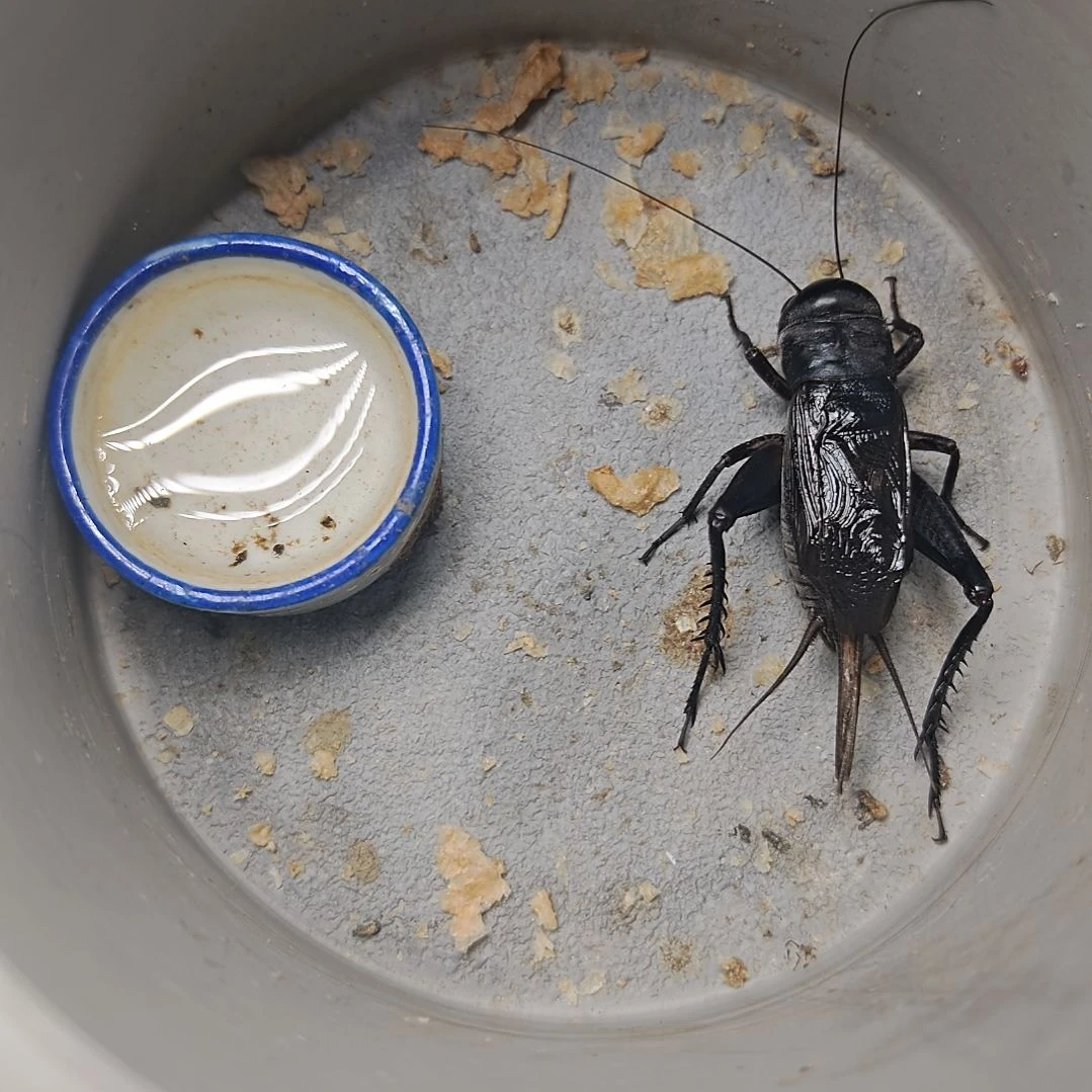 蟋蟀歪门邪调 跃跃30