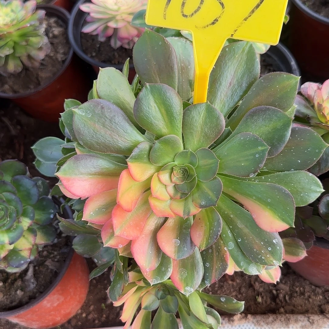 4037--七彩邵修七彩多头