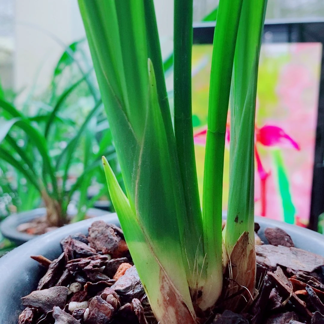 当前无花栽培后可以开花