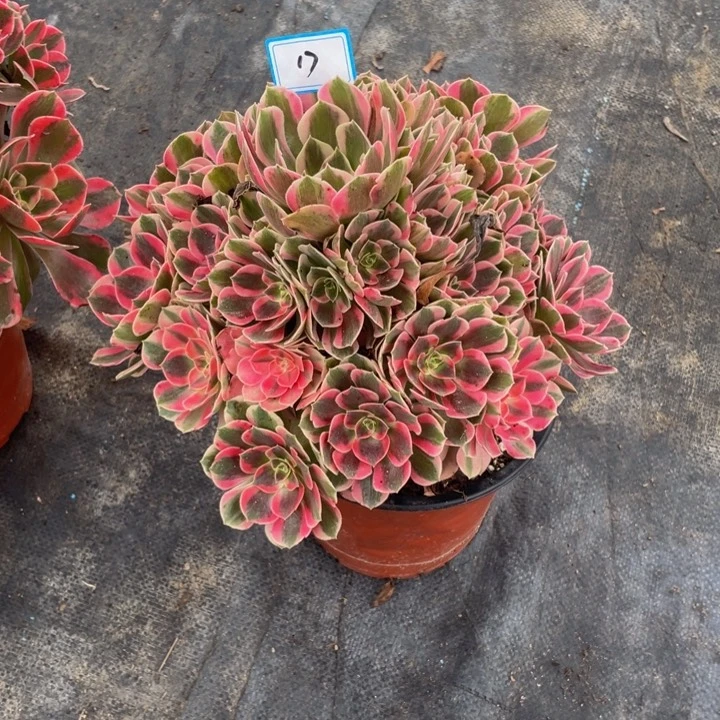 17老庄多肉法师粉女郎