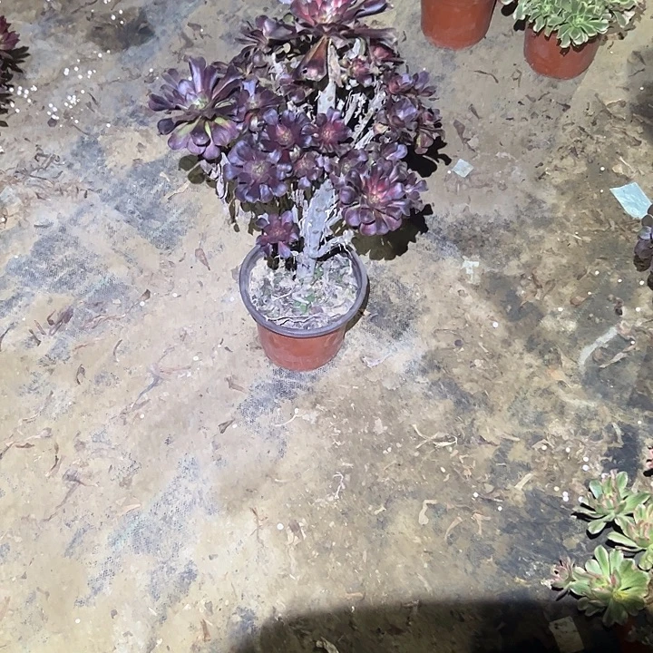 不包侧枝一物一拍85