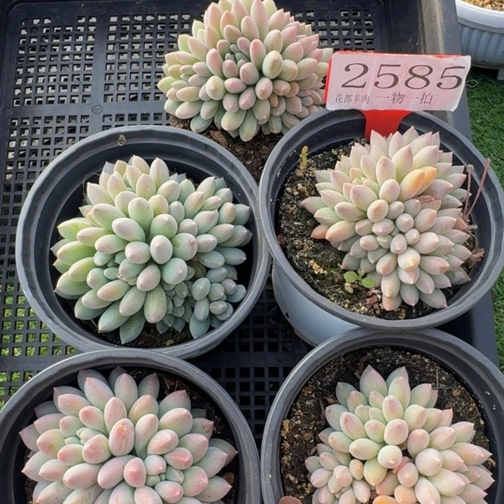 2585多肉植物一物一拍