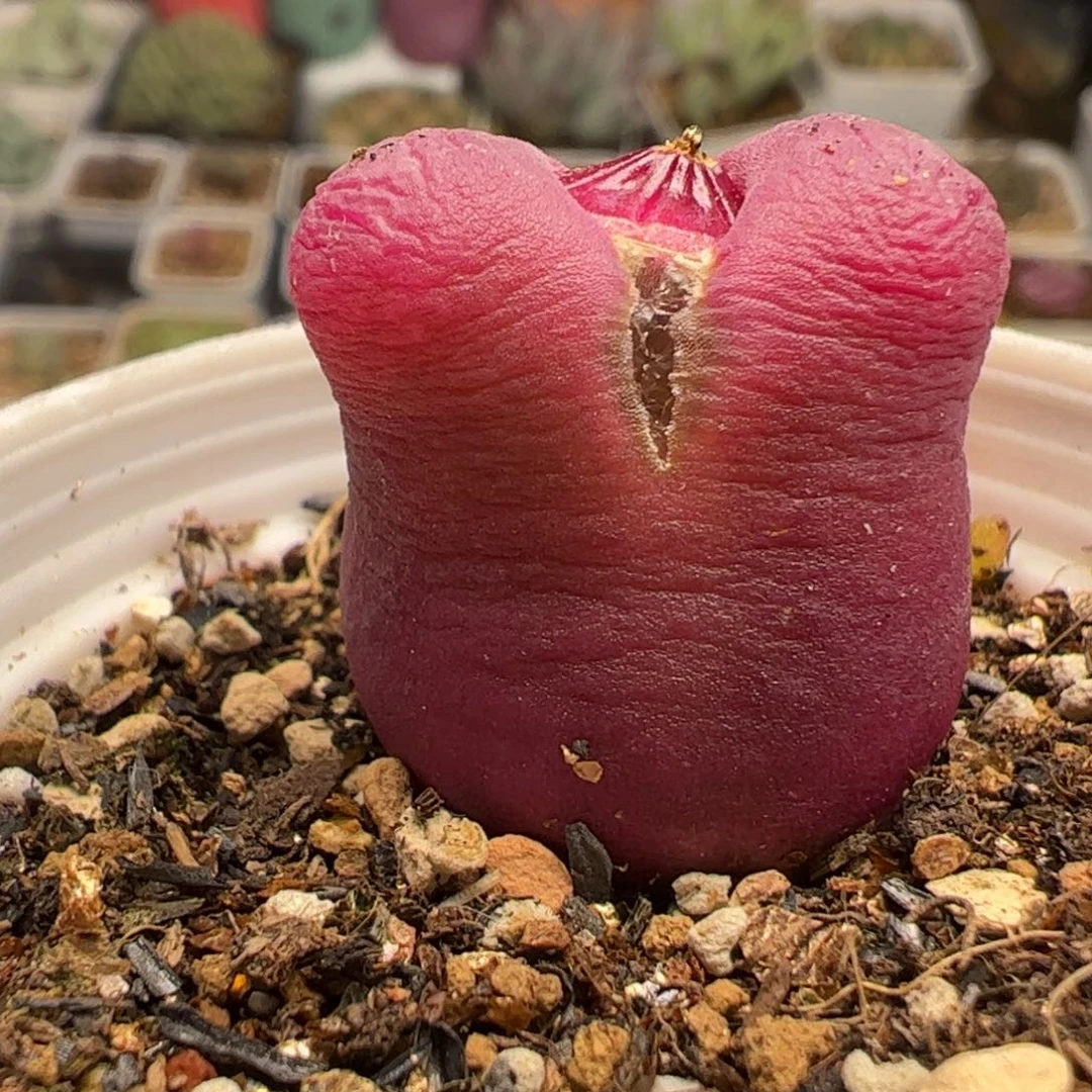 全**暖多肉植物百科784