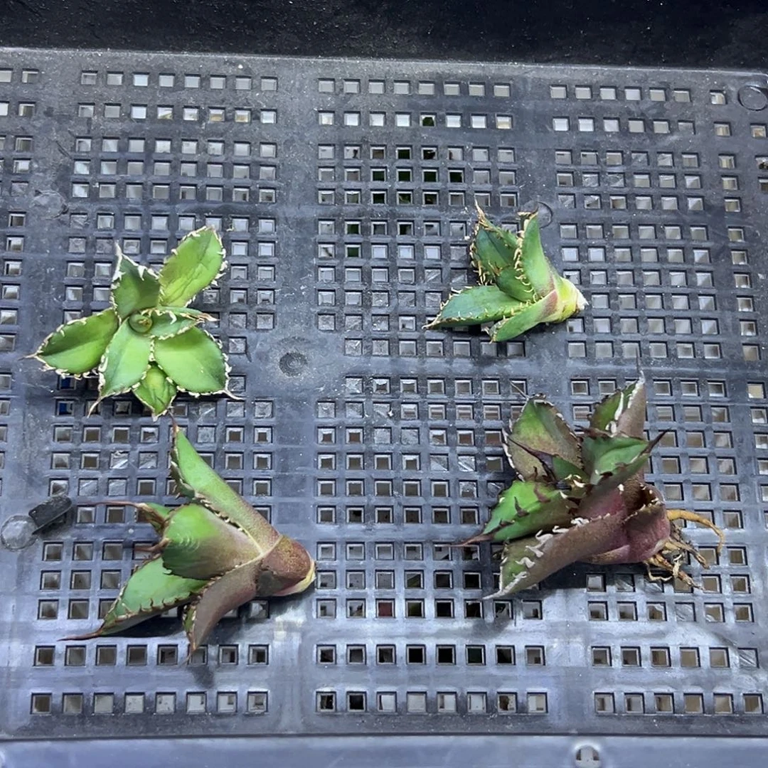 张***。龙舌兰芽一物一拍偏远不包邮不退不换
