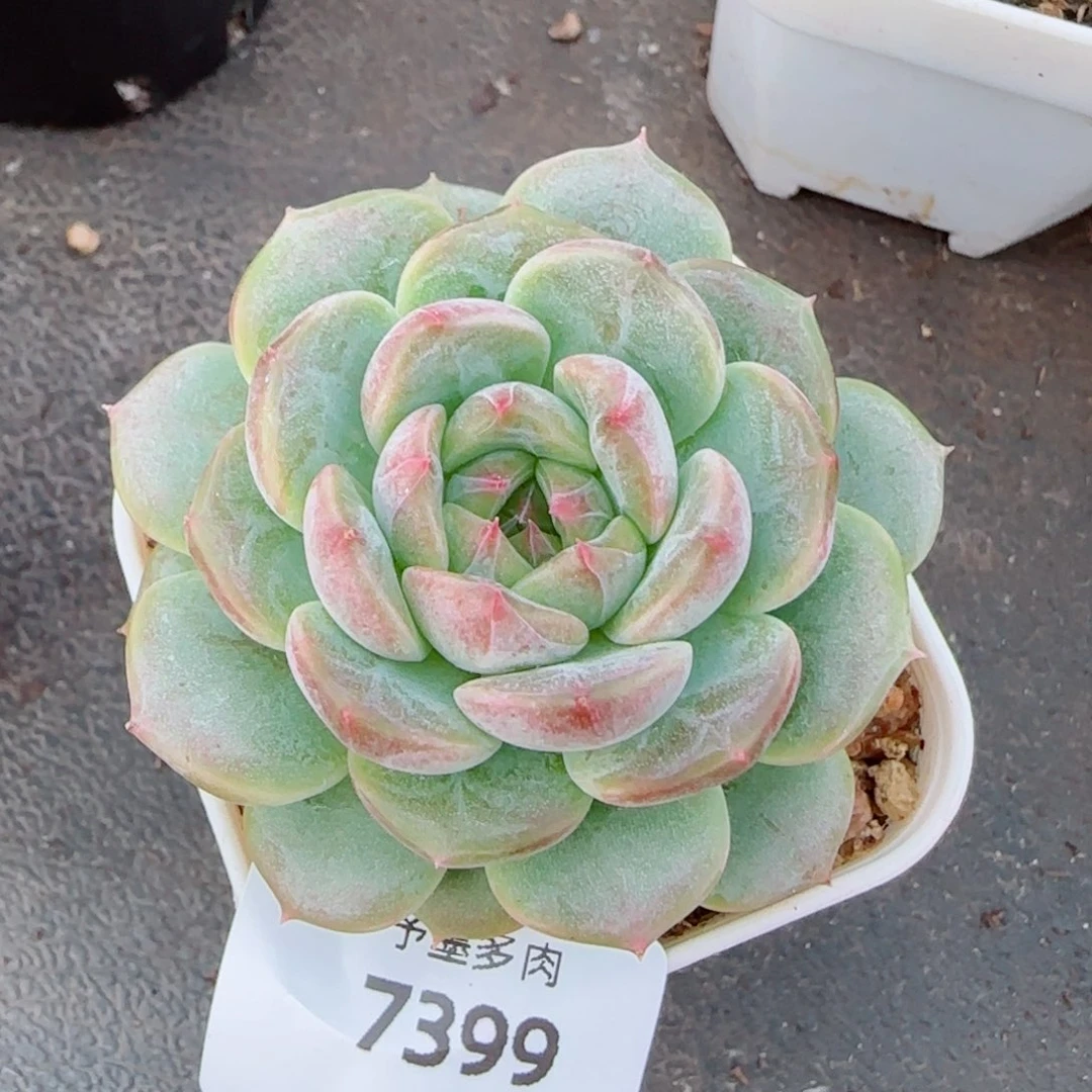 甜心f ，7399多肉植物