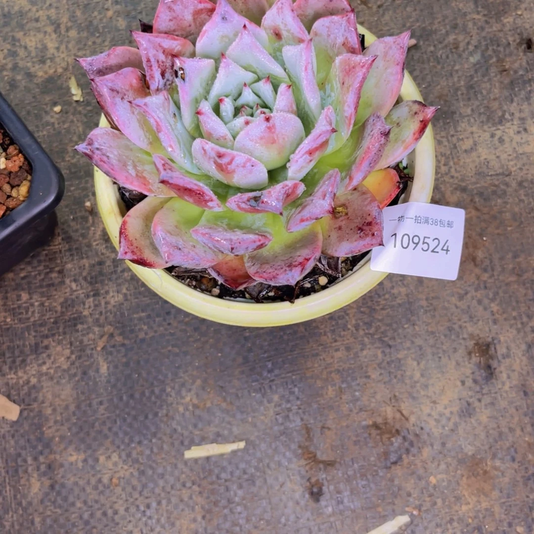 秋***阳多肉一物一拍9524