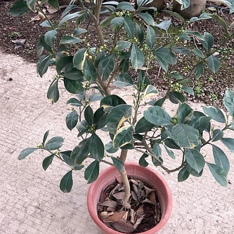 24798312579744陌***悉