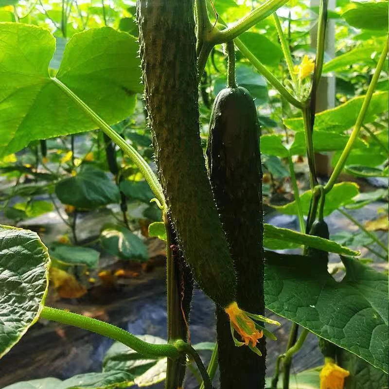 {顺丰速运} 河南农家自种青皮绿瓤黄瓜3-5斤装