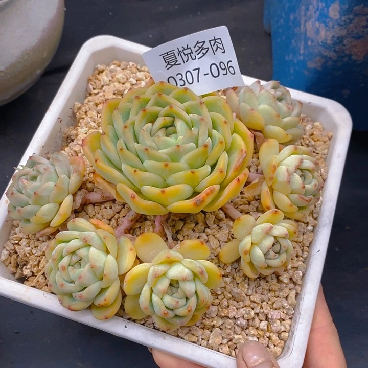 夏悦多肉0307-96蓝水鬼