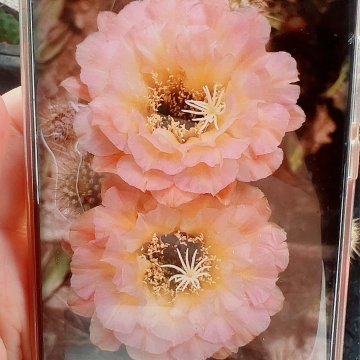 毛花柱3-61侧芽拍一发二