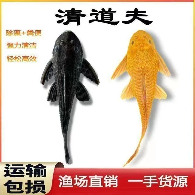 清道夫活体淡水能养热带观赏鱼鱼缸垃圾清洁工具鱼除藻能手