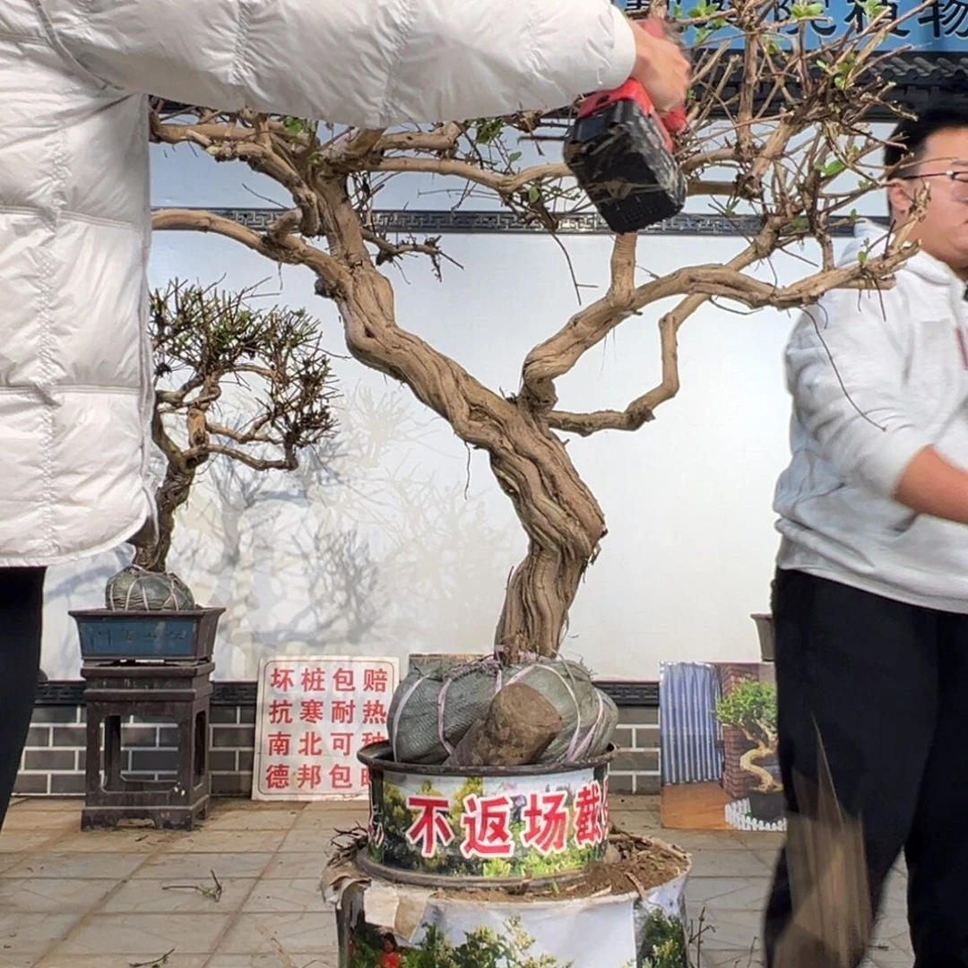 无花朵金银花89898888888888