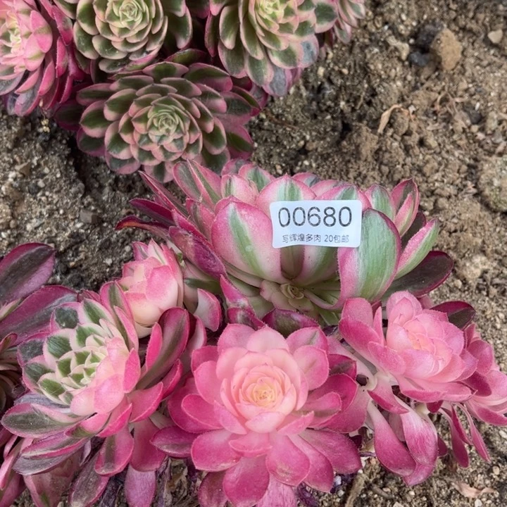 夏*00680荔枝多肉植物