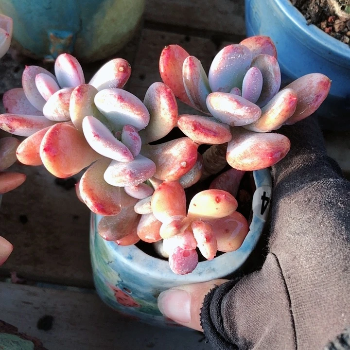 【闪购商品】暖*宝暖宝宝灰姑娘